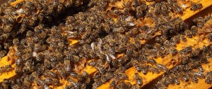 bees-486869_1280